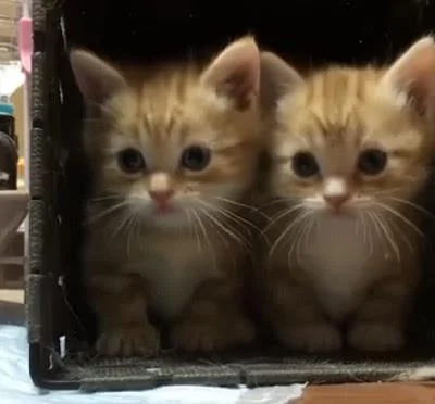 主人的行为太诡异 猫咪拦住自己的同伴:别去 那人可能是傻子!