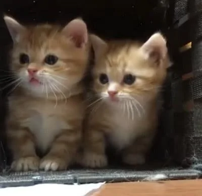 主人的行为太诡异 猫咪拦住自己的同伴:别去 那人可能是傻子!