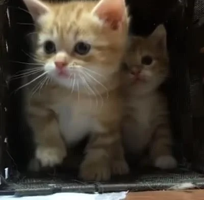 主人的行为太诡异 猫咪拦住自己的同伴:别去 那人可能是傻子!