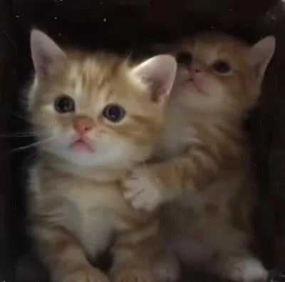 主人的行为太诡异 猫咪拦住自己的同伴:别去 那人可能是傻子!