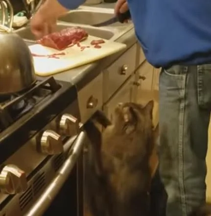 主人一直不给猫咪吃肉 急得它直拍主人的手!