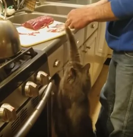 主人一直不给猫咪吃肉 急得它直拍主人的手!