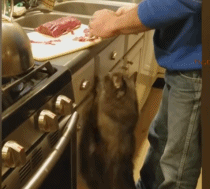 主人一直不给猫咪吃肉 急得它直拍主人的手!