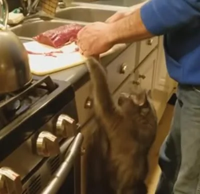 主人一直不给猫咪吃肉 急得它直拍主人的手!
