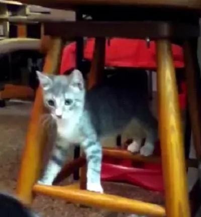 猫咪自信满满地站着 但它跳起来的瞬间 主人笑翻!