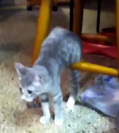 猫咪自信满满地站着 但它跳起来的瞬间 主人笑翻!