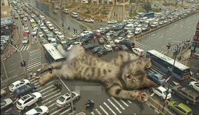 巨型猫占领了街道 正义的奥特曼 你在哪里!