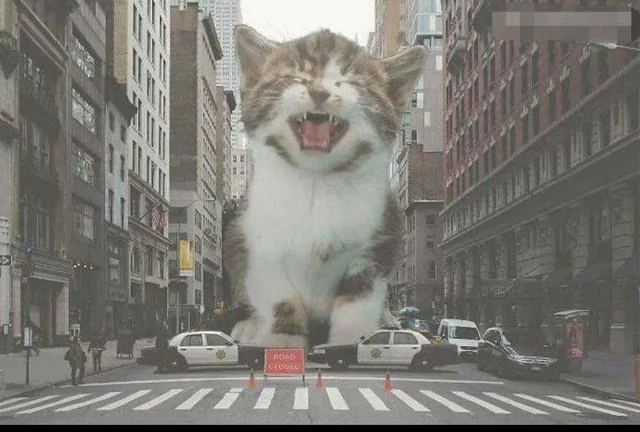 巨型猫占领了街道 正义的奥特曼 你在哪里!