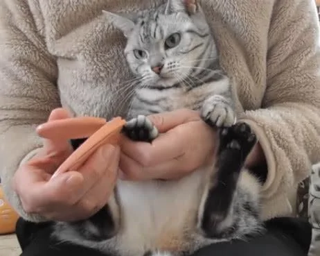 本以为这只猫咪很温柔 直到剪指甲的那一刻 我才知道它很凶!