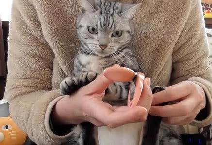本以为这只猫咪很温柔 直到剪指甲的那一刻 我才知道它很凶!