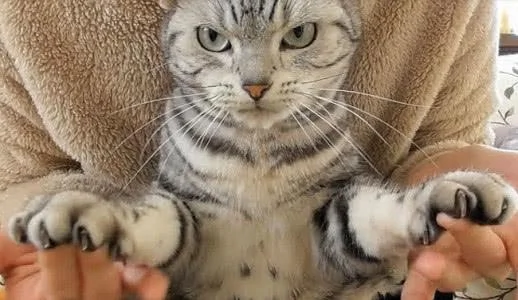 本以为这只猫咪很温柔 直到剪指甲的那一刻 我才知道它很凶!