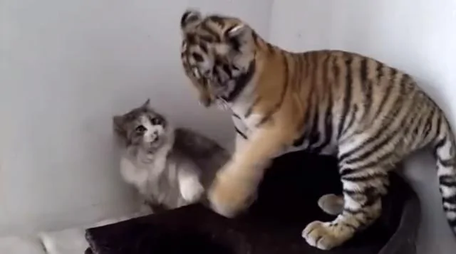 家里闯进一只小老虎 猫咪瞬间缩到墙角 下一秒主人却笑到飙高音