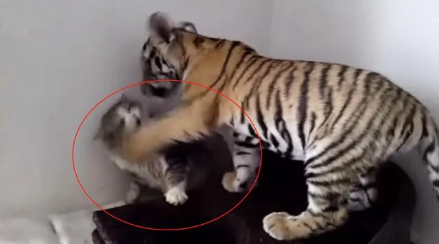 家里闯进一只小老虎 猫咪瞬间缩到墙角 下一秒主人却笑到飙高音