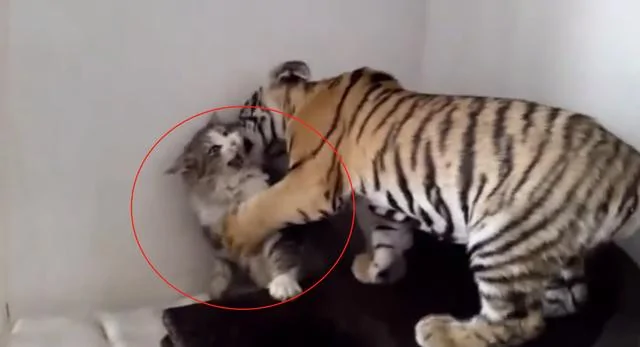 家里闯进一只小老虎 猫咪瞬间缩到墙角 下一秒主人却笑到飙高音