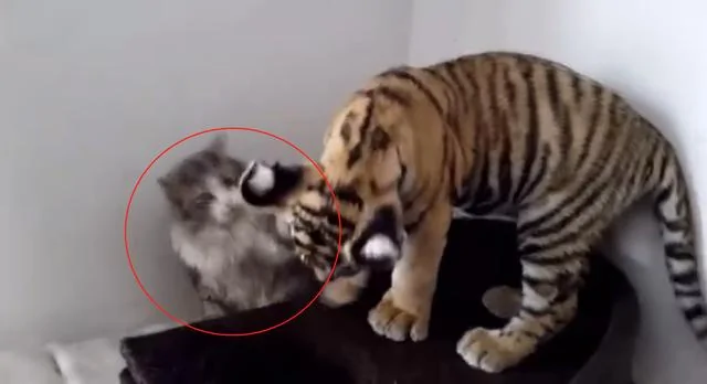 家里闯进一只小老虎 猫咪瞬间缩到墙角 下一秒主人却笑到飙高音