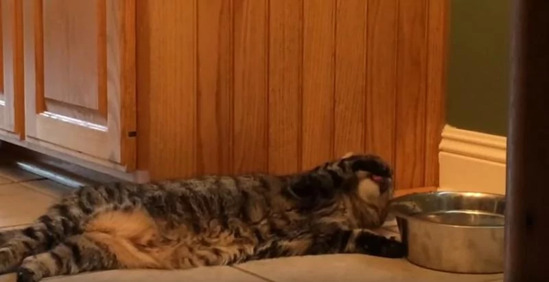 猫咪“躺着不动”却能喝到水!主人傻眼:懒成这样!