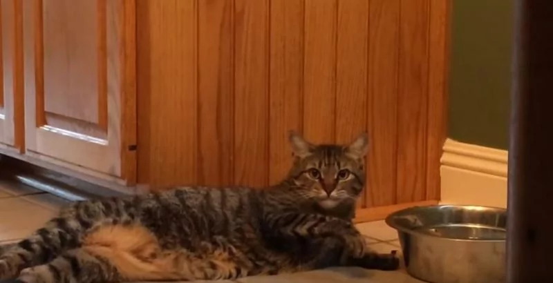 猫咪“躺着不动”却能喝到水!主人傻眼:懒成这样!