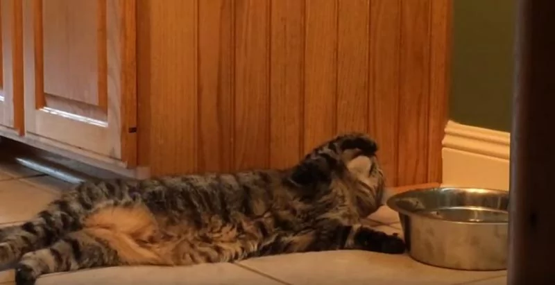 猫咪“躺着不动”却能喝到水!主人傻眼:懒成这样!