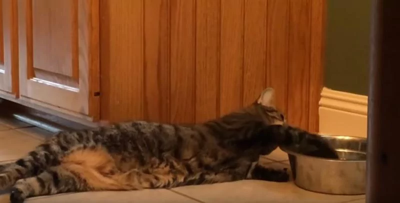 猫咪“躺着不动”却能喝到水!主人傻眼:懒成这样!