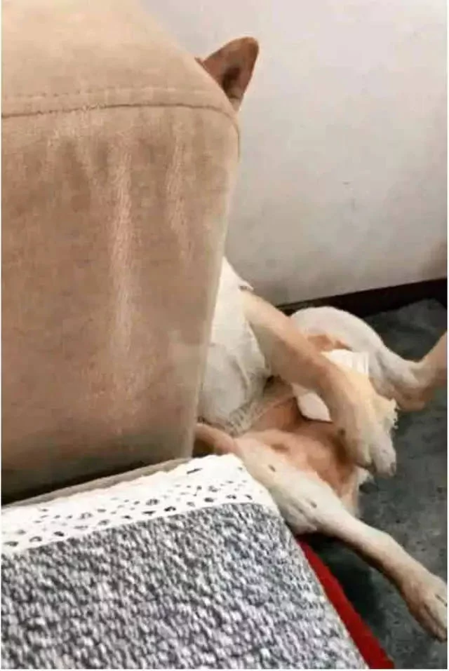 做完绝育的柴犬好悲伤 每天让主人看它裆部:快点还给我!