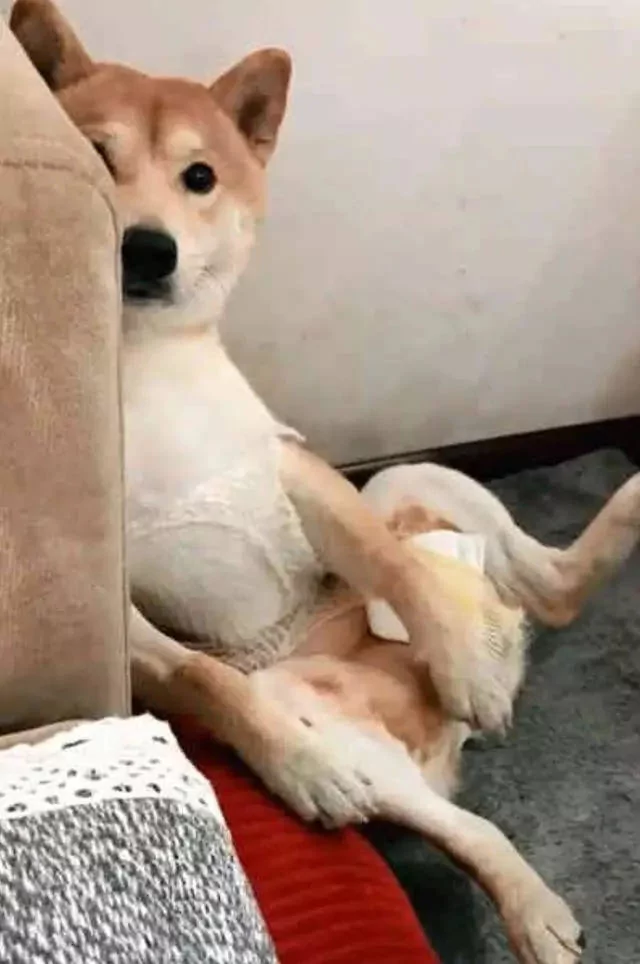 做完绝育的柴犬好悲伤 每天让主人看它裆部:快点还给我!