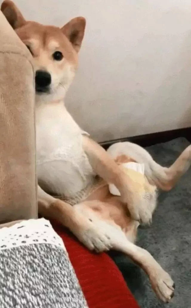 做完绝育的柴犬好悲伤 每天让主人看它裆部:快点还给我!