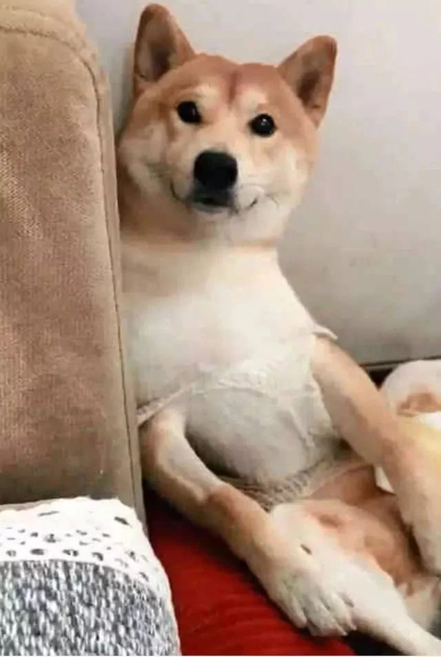 做完绝育的柴犬好悲伤 每天让主人看它裆部:快点还给我!