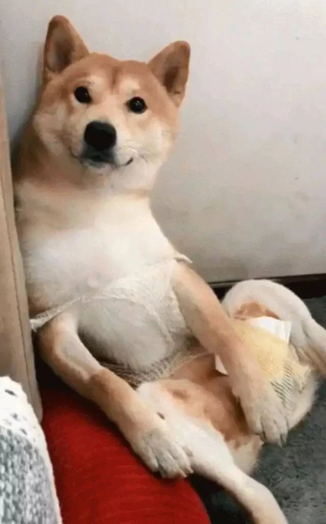 做完绝育的柴犬好悲伤 每天让主人看它裆部:快点还给我!