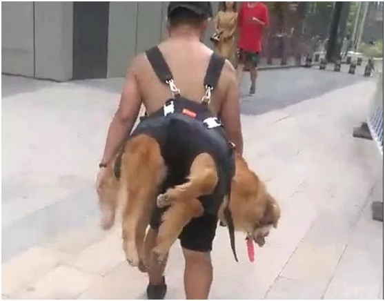 金毛玩累了不愿走路回家 主人拿出背狗包给狗狗穿上 网友点赞!