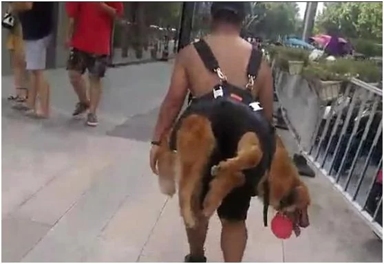 金毛玩累了不愿走路回家 主人拿出背狗包给狗狗穿上 网友点赞!
