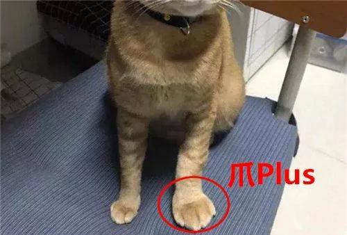 猫咪早上偷溜出去玩 却委屈的回来 主人一看笑抽筋!