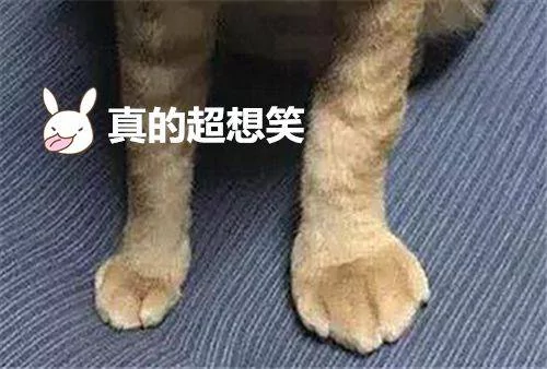 猫咪早上偷溜出去玩 却委屈的回来 主人一看笑抽筋!