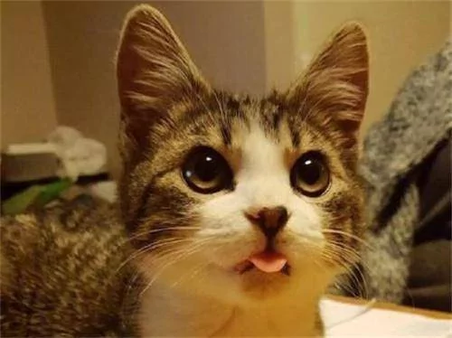 猫咪早上偷溜出去玩 却委屈的回来 主人一看笑抽筋!