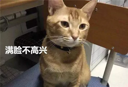 猫咪早上偷溜出去玩 却委屈的回来 主人一看笑抽筋!