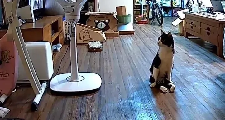 整日嫌猫咪调皮 主人看了监控后:错怪它了!