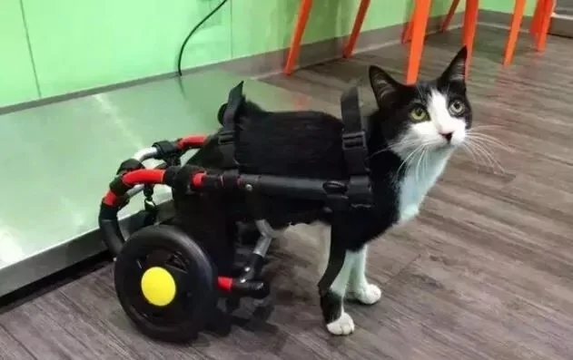 整日嫌猫咪调皮 主人看了监控后:错怪它了!