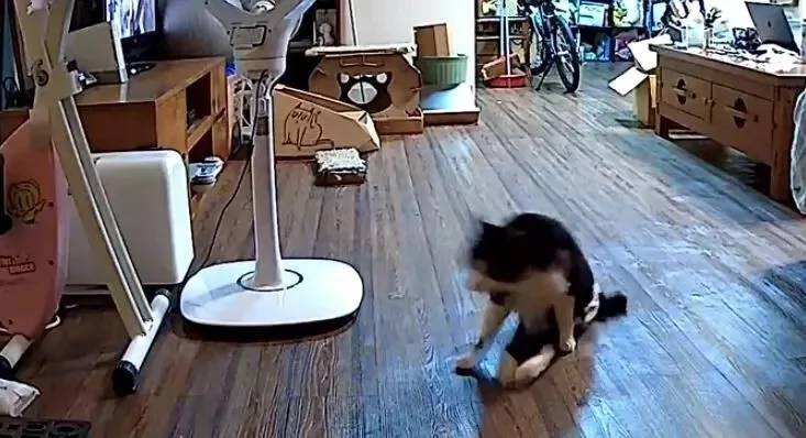 整日嫌猫咪调皮 主人看了监控后:错怪它了!