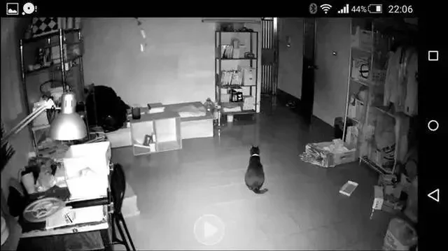 整日嫌猫咪调皮 主人看了监控后:错怪它了!