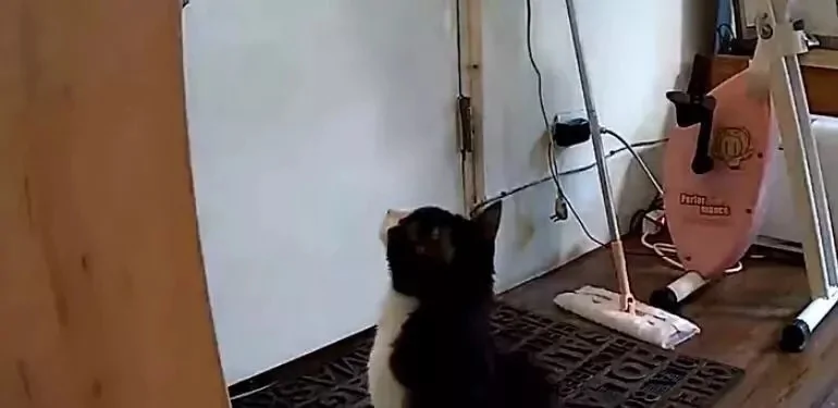 整日嫌猫咪调皮 主人看了监控后:错怪它了!