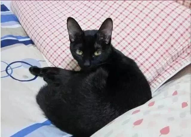 整日嫌猫咪调皮 主人看了监控后:错怪它了!