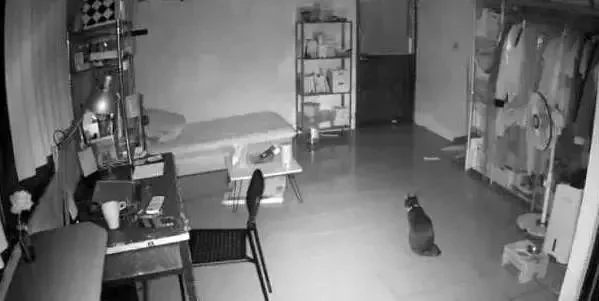 整日嫌猫咪调皮 主人看了监控后:错怪它了!