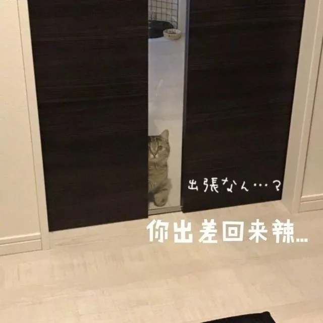 整日嫌猫咪调皮 主人看了监控后:错怪它了!