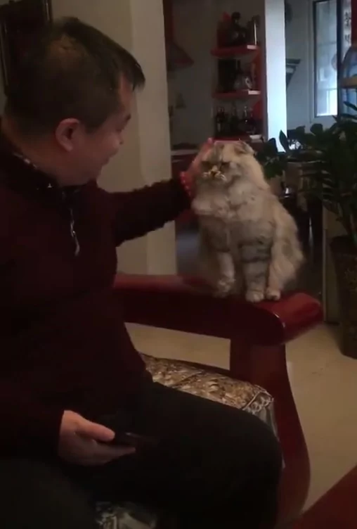 猫咪伸手讨摸摸 主人敷衍两下 猫咪不开心:不可以停!