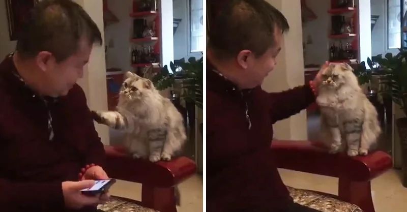 猫咪伸手讨摸摸 主人敷衍两下 猫咪不开心:不可以停!