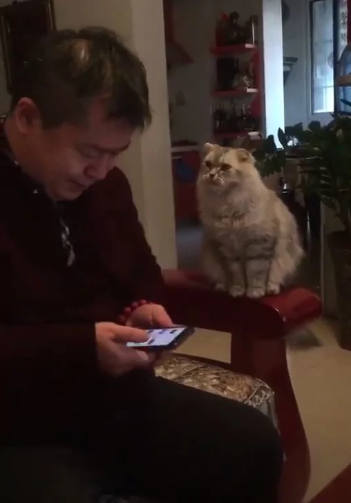 猫咪伸手讨摸摸 主人敷衍两下 猫咪不开心:不可以停!