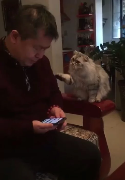 猫咪伸手讨摸摸 主人敷衍两下 猫咪不开心:不可以停!