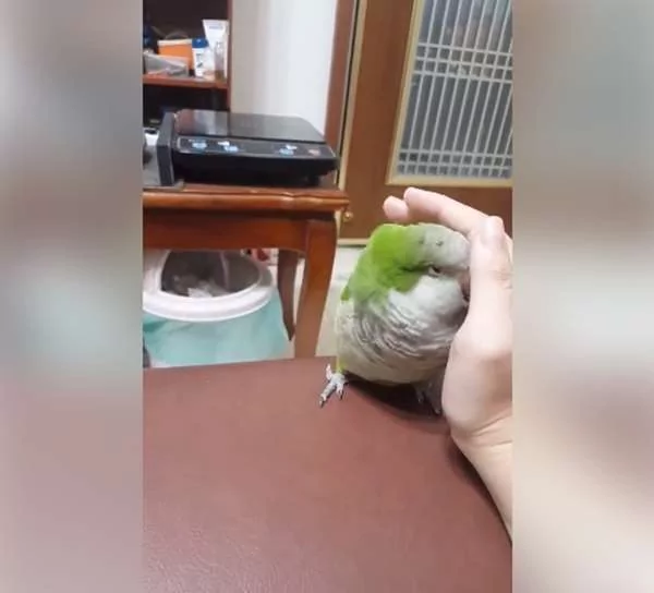 可爱小鹦鹉根本“饲主控” 黏着主人的手不肯放开 模样让大家萌翻!
