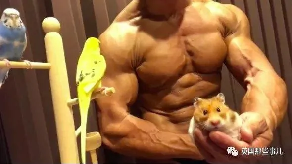捧着仓鼠晒肌肉…这位“杀手”大叔的画风真是健身界的一股清流