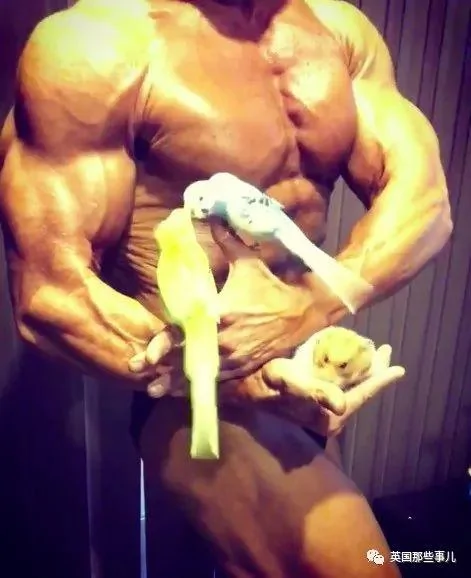 捧着仓鼠晒肌肉…这位“杀手”大叔的画风真是健身界的一股清流