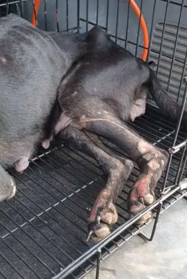 瘫痪狗拖着后腿躲树林一个月 好心男花时间寻找获得信任!